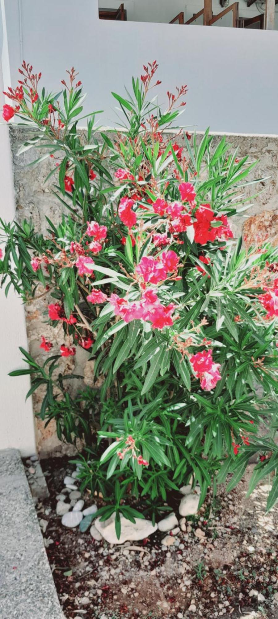 Sunblaze Studios1 Spetses Exterior foto